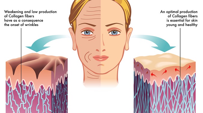 Collagen là yếu tố quan trọng trong việc duy trì cấu trúc và sự đàn hồi của da